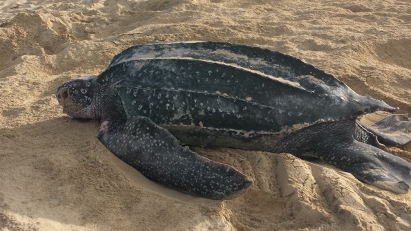 leatherback turtle