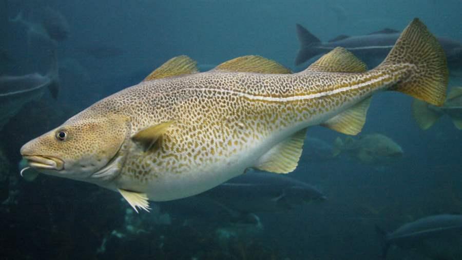 Atlantic_Cod