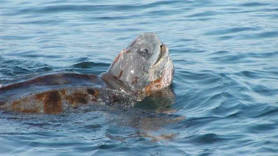 pacific leatherback sea turtle