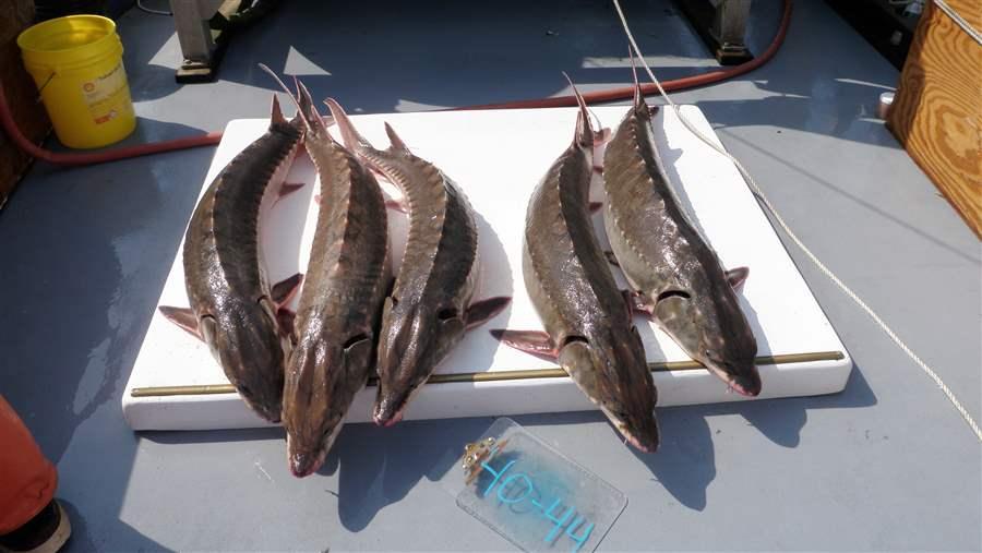 Sturgeon