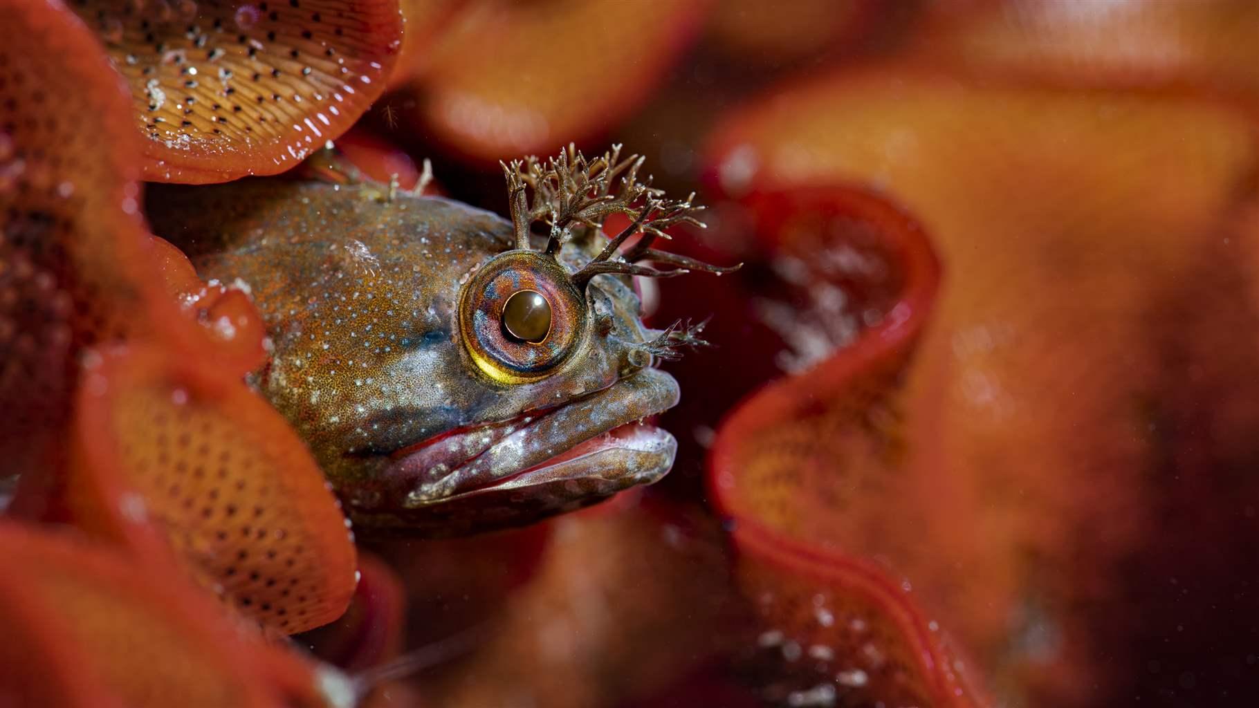  A dark speckled fish with branching structures near its eyes pokes its head out from red bryozoan.