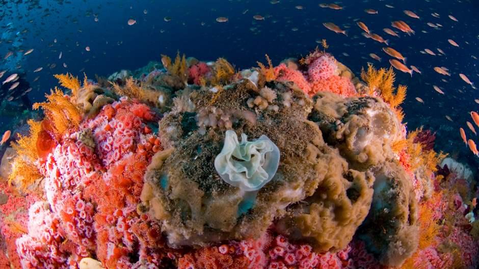 Vibrant orange and pink coral reef covered with anemones and surrounded by fish