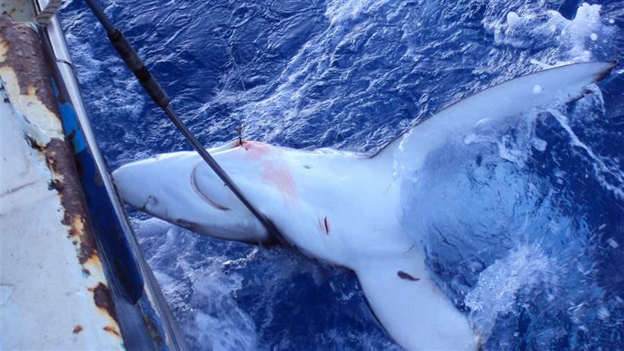 Shark populations in the South Atlantic are rapidly declining