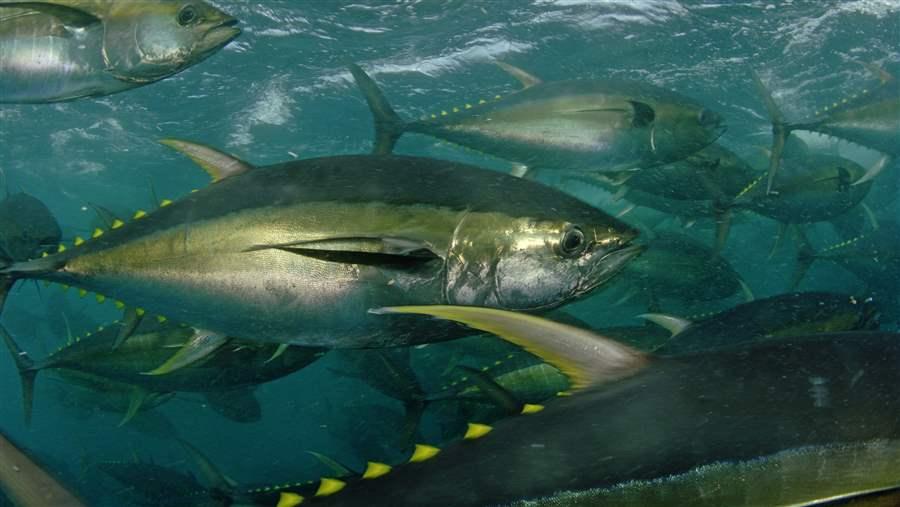 Study Outlines New Method for Interpreting Complex Tuna Behavioral Data