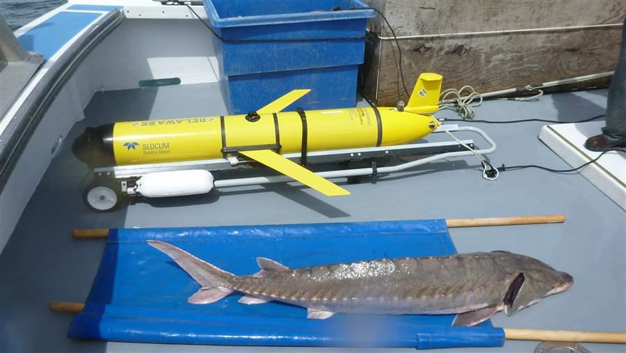 Atlantic sturgeon next to an autonomous underwater vehicle.