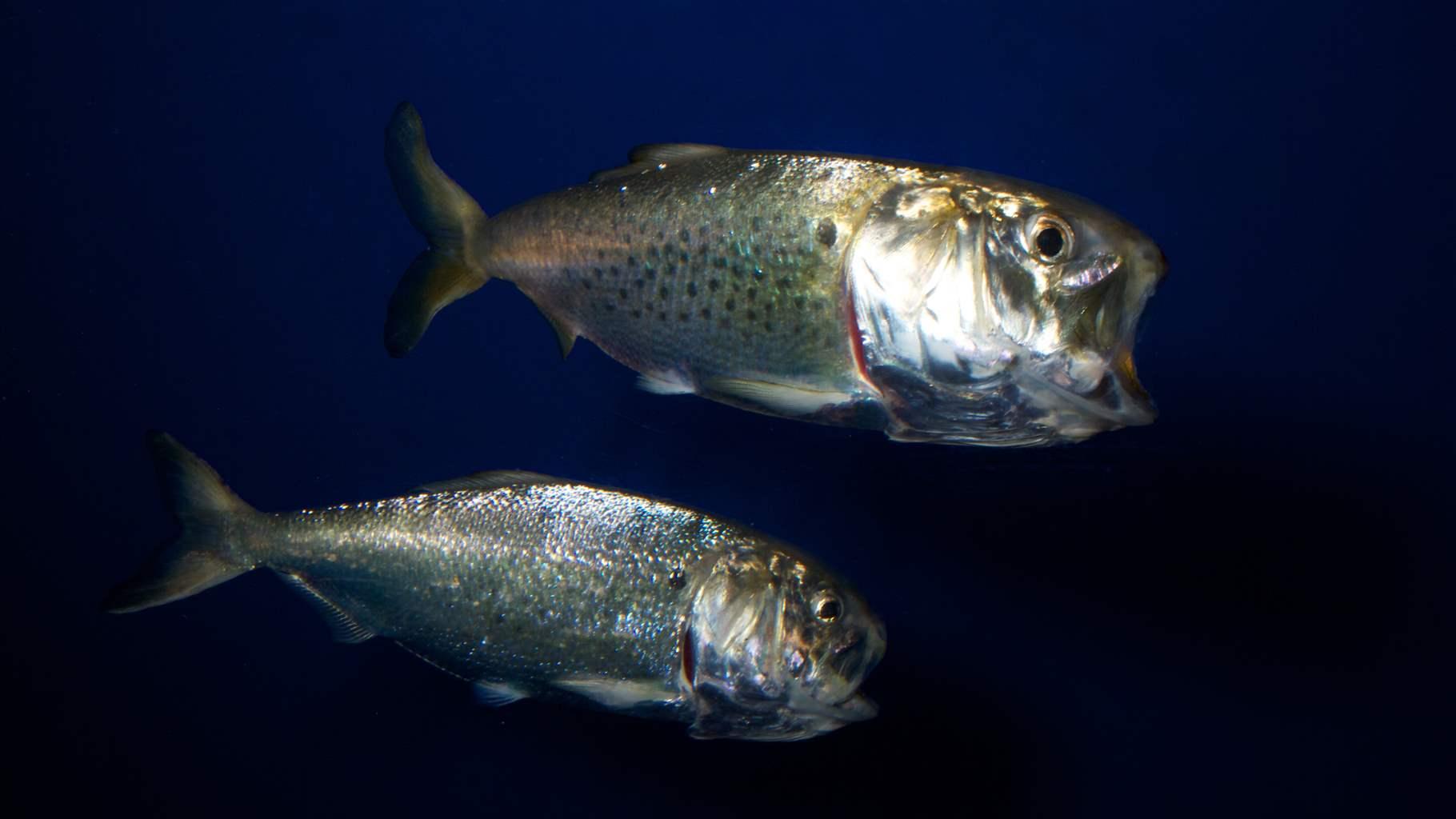 fish fish