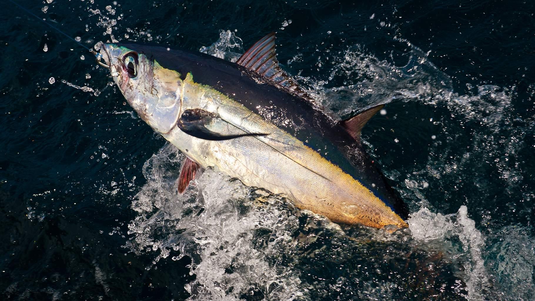 predator-prey relationship examples in ocean