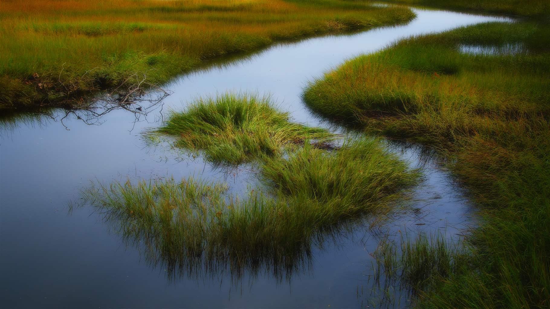 Coastal habitat