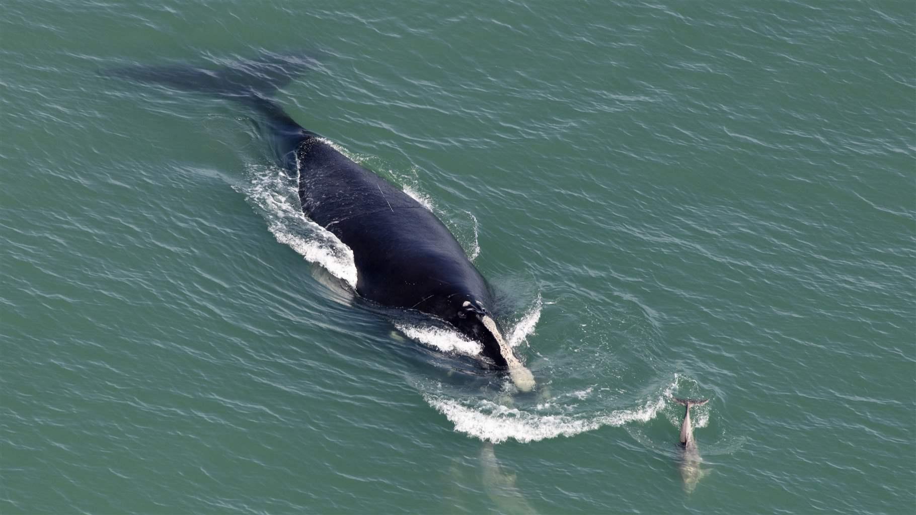 North Atlantic Right Whale Population North Atlantic Right Whale Population