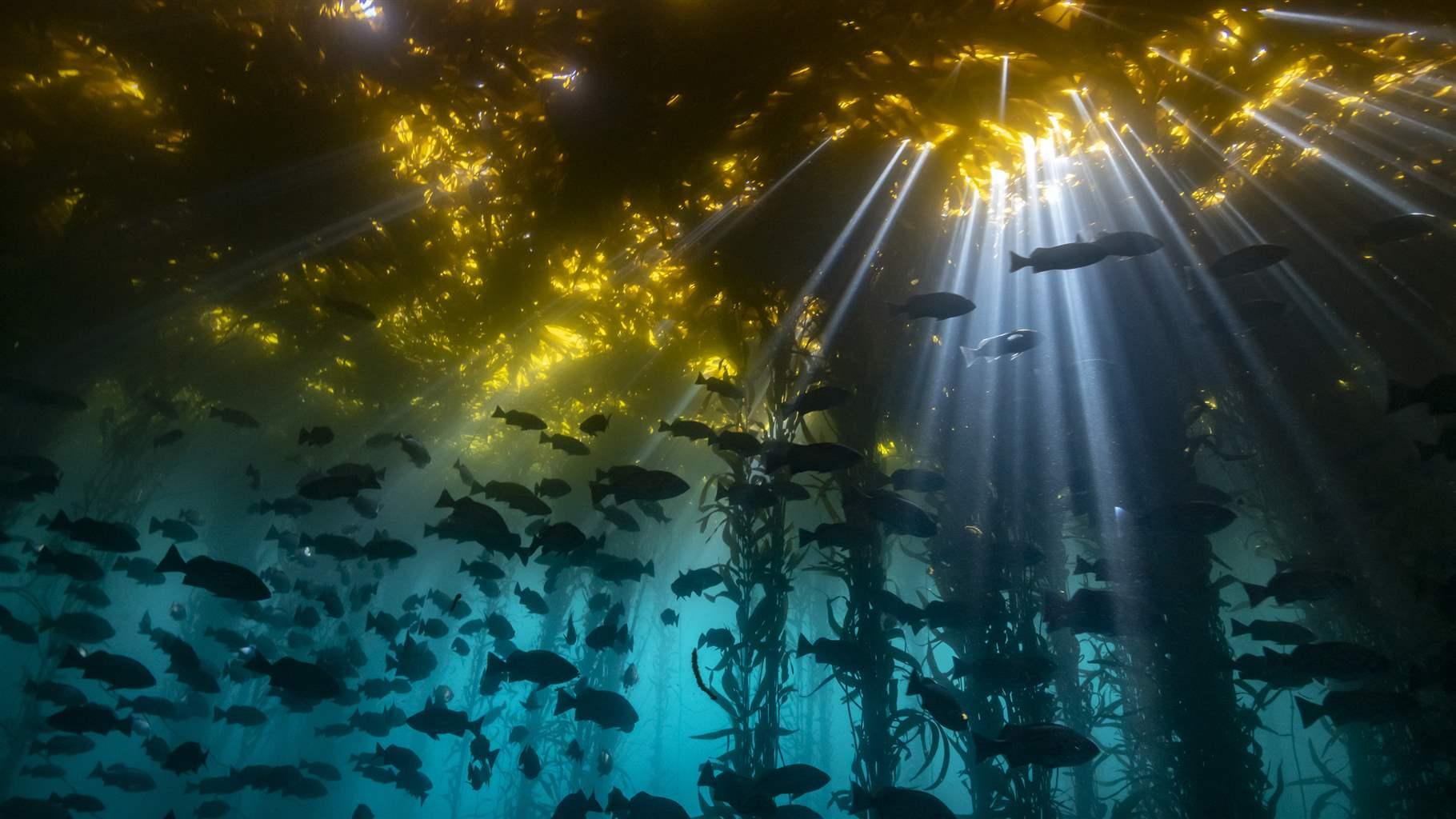 Sunbeams penetrate the kelp forest canopy with fishes swimming throughout the underwater forest
