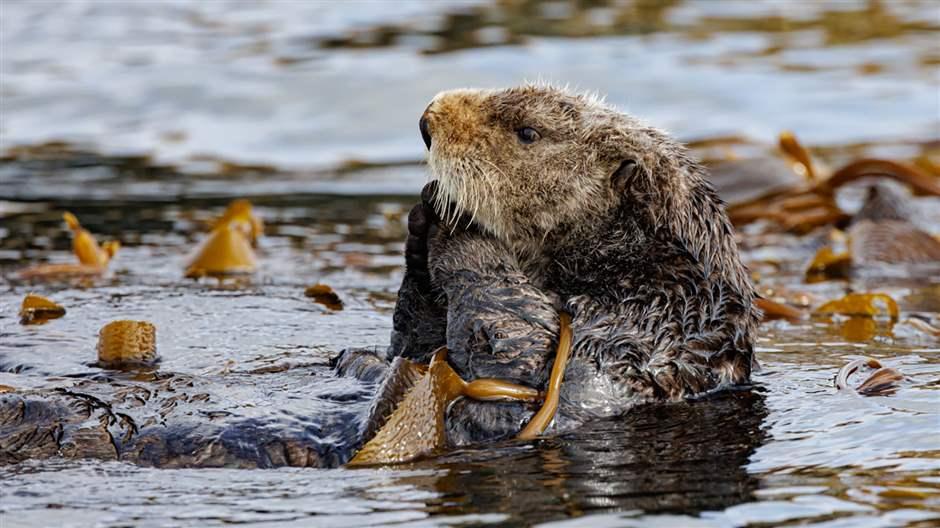 Informing Pathways to Resilient Indigenous Fisheries and Food ... Biology Diagrams