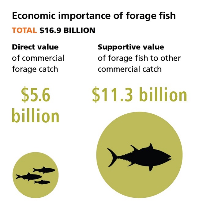 Forage fish and Europe