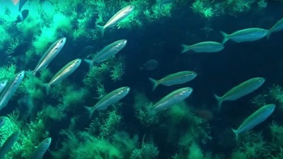 Forage Fisheries Often Catch What Predators Eat | Lenfest Ocean Program
