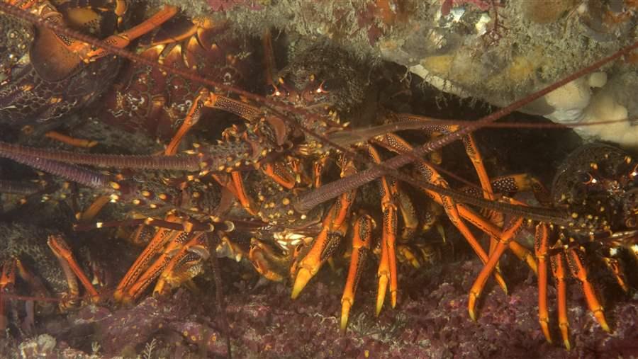 Beautiful view of Reef Tank Invertebrate Versatile Ecosystem Requirements