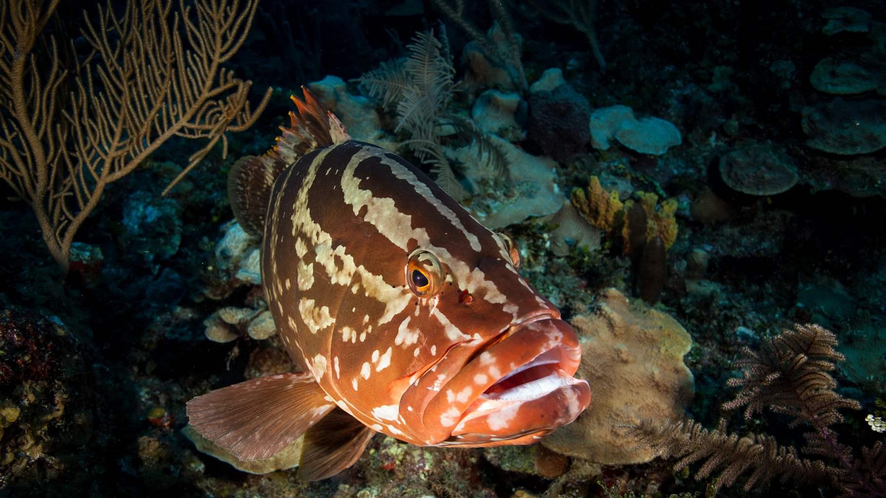 Grouper