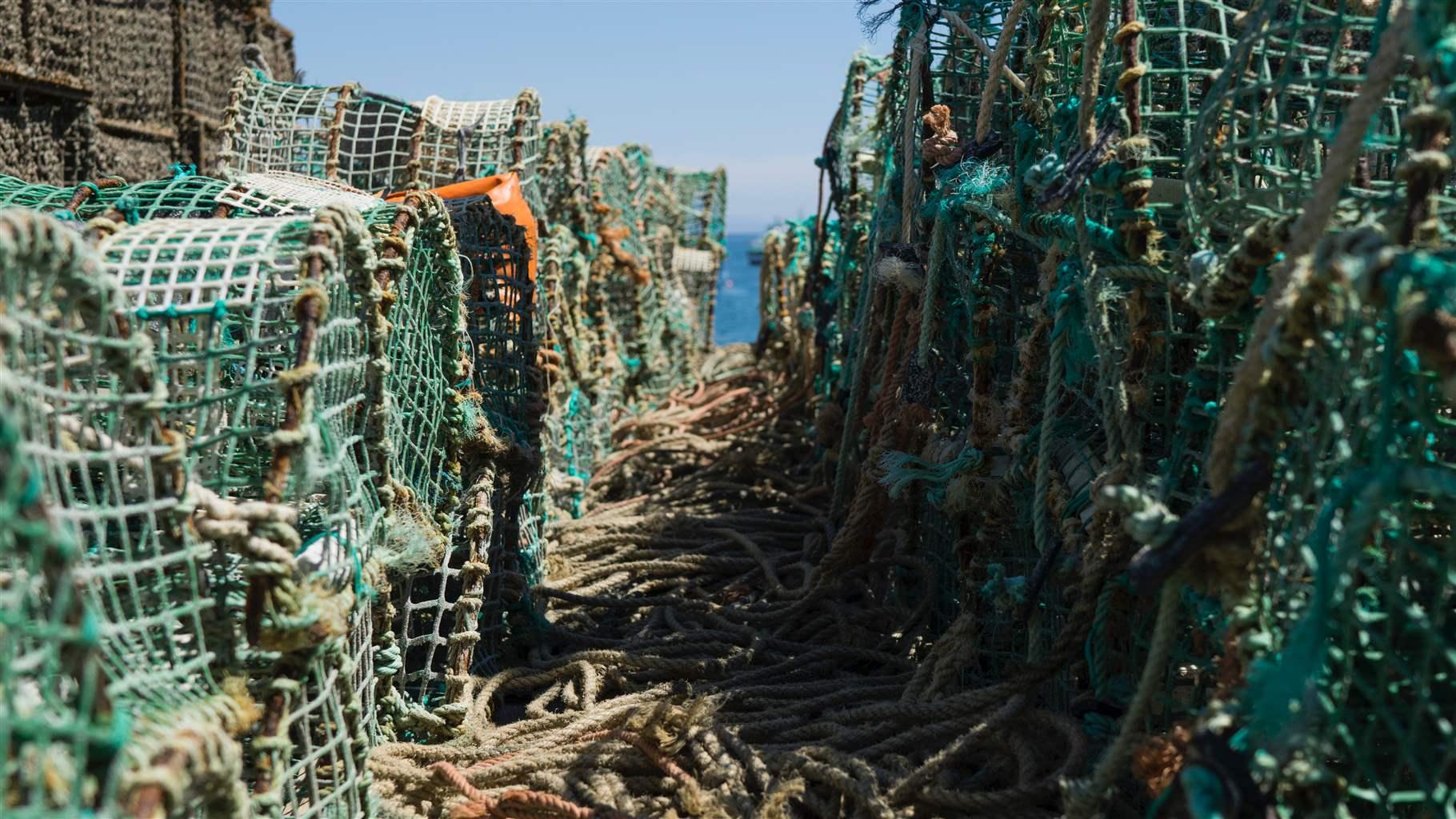Geospatial Patterns and Species Impacts of Changing Ocean Chemistry on ...