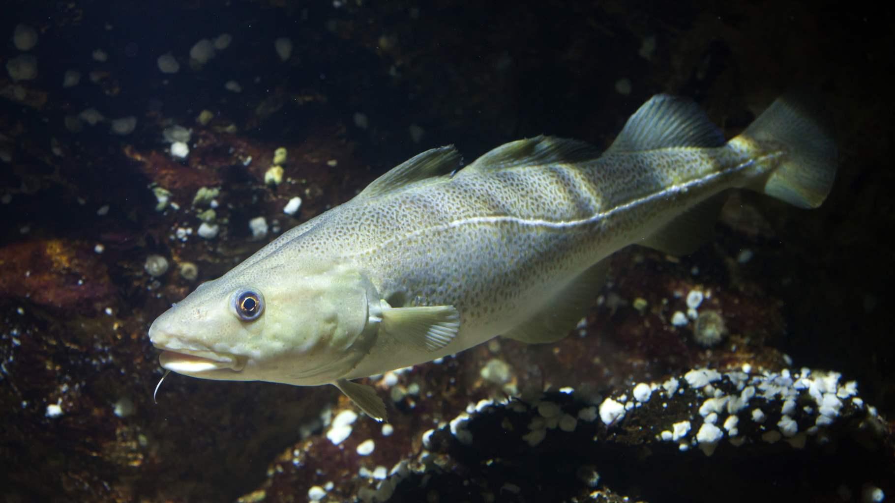 Crafting Guidance for Adapting to Shifting Fish Populations | Lenfest ...