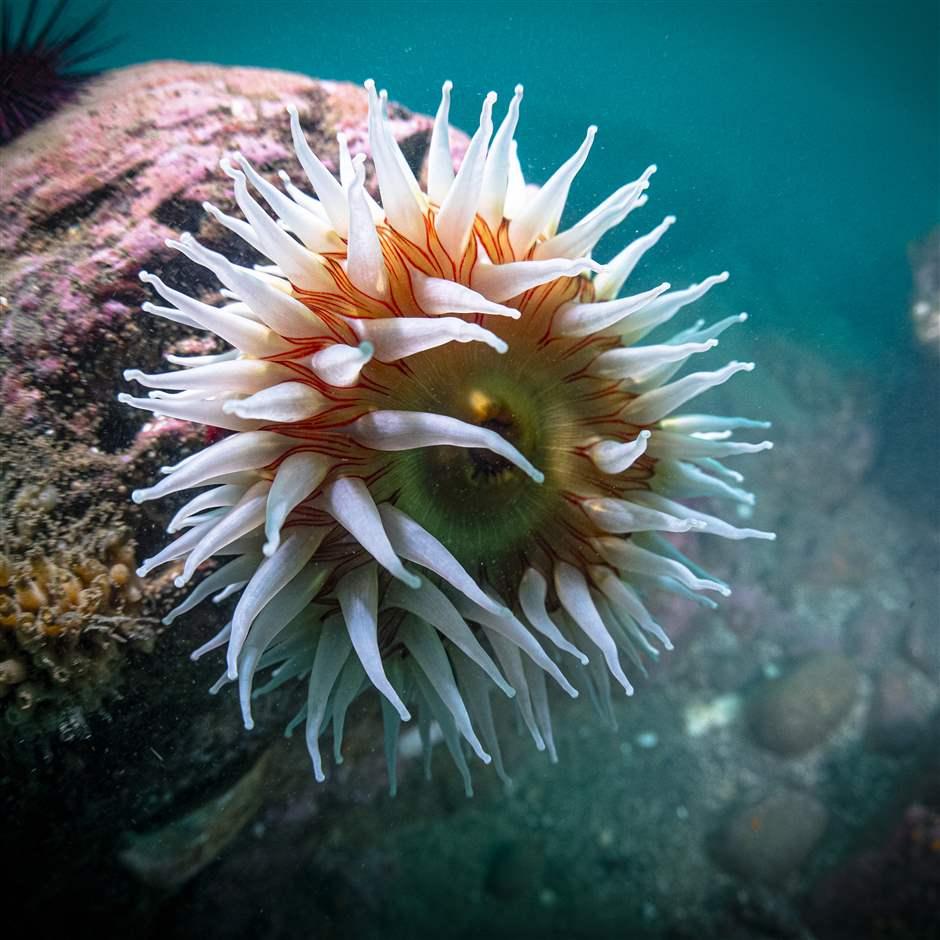 sea anemone
