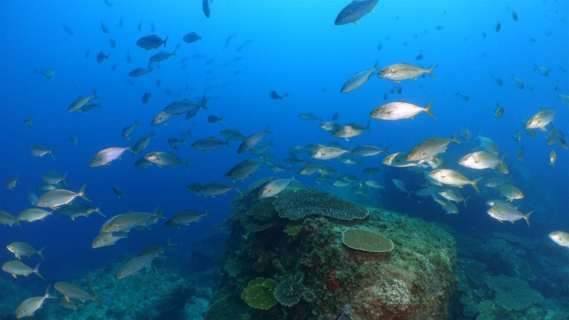 MPAShift: Research to Understand Climate-Driven Shifts in Species and ...