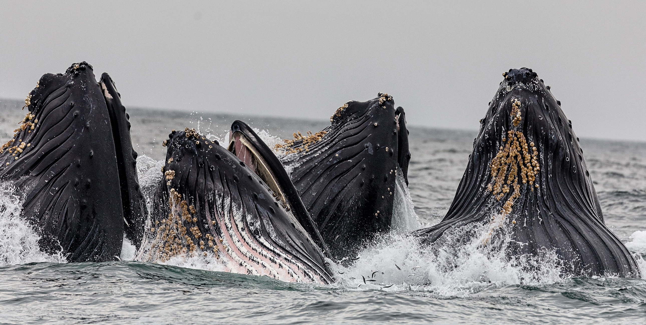 Whales breaching the water together. 