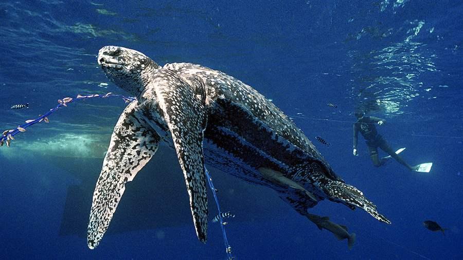 leatherback turtles declined dramatically in the late 20th century
