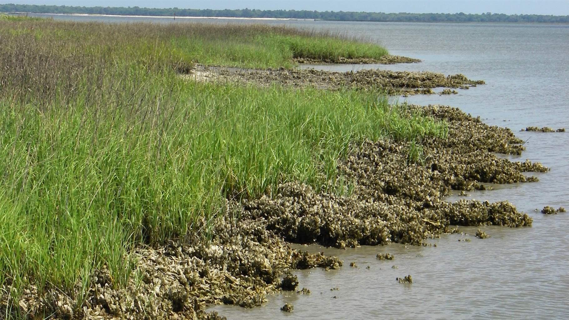 Marsh and seagrass restoration